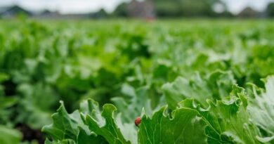 Nasonovia Defense™ High Resistance As A Building Block For Future-Proof