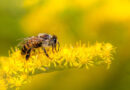 National Beekeeping and Honey Mission (NBHM)