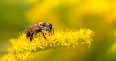 National Beekeeping and Honey Mission (NBHM) National Beekeeping and Honey Mission (NBHM)