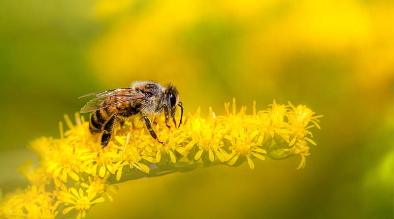 National Beekeeping and Honey Mission (NBHM)