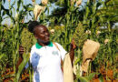 National Genebanks Advance Africa’s Food Future