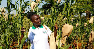 National Genebanks Advance Africa’s Food Future