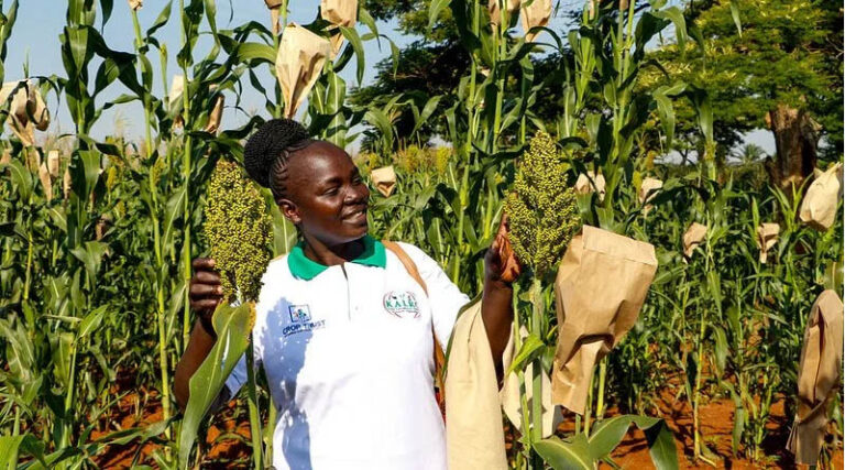 National Genebanks Advance Africa’s Food Future