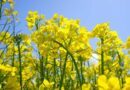 New Trials Boost Insecticide Performance Against OSR Pests