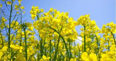 New Trials Boost Insecticide Performance Against OSR Pests New Trials Boost Insecticide Performance Against OSR Pests