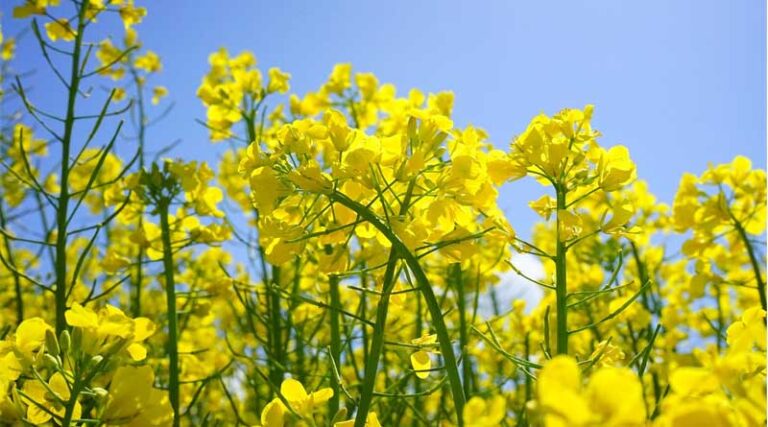 New Trials Boost Insecticide Performance Against OSR Pests