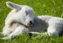 Oregon Scrapie Case Reminds Kansas Producers That Animal ID Remains Critical