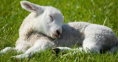 Oregon Scrapie Case Reminds Kansas Producers That Animal ID Remains Critical