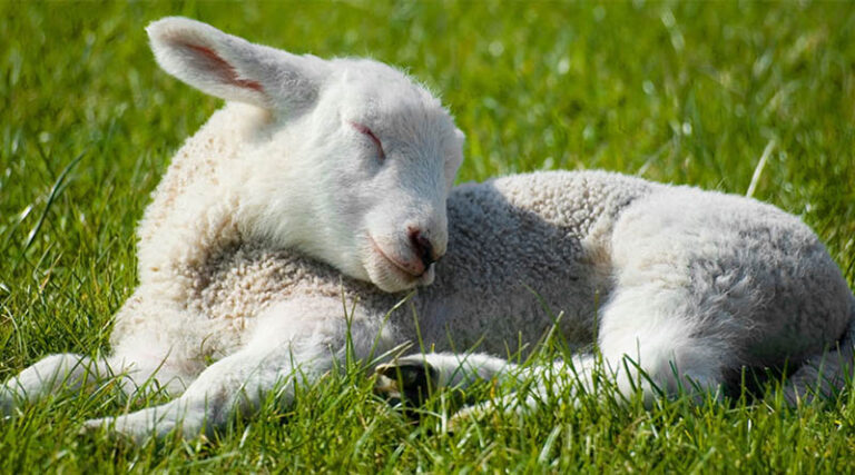 Oregon Scrapie Case Reminds Kansas Producers That Animal ID Remains Critical