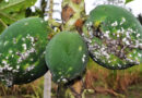 Papaya Mealybug Biocontrol Boosts Farmers’ Incomes In Kenya And Uganda