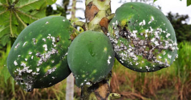 Papaya Mealybug Biocontrol Boosts Farmers’ Incomes In Kenya And Uganda Papaya Mealybug Biocontrol Boosts Farmers’ Incomes In Kenya And Uganda
