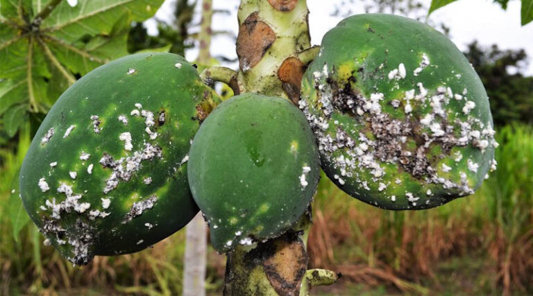Papaya Mealybug Biocontrol Boosts Farmers’ Incomes In Kenya And Uganda