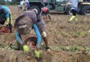 Policy and Automation Are Key Solutions to Ag Labor Shortages