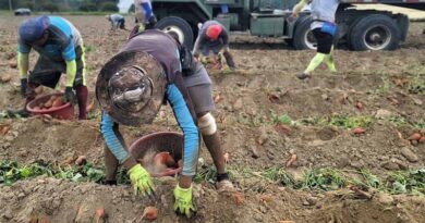 Policy and Automation Are Key Solutions to Ag Labor Shortages Policy and Automation Are Key Solutions to Ag Labor Shortages