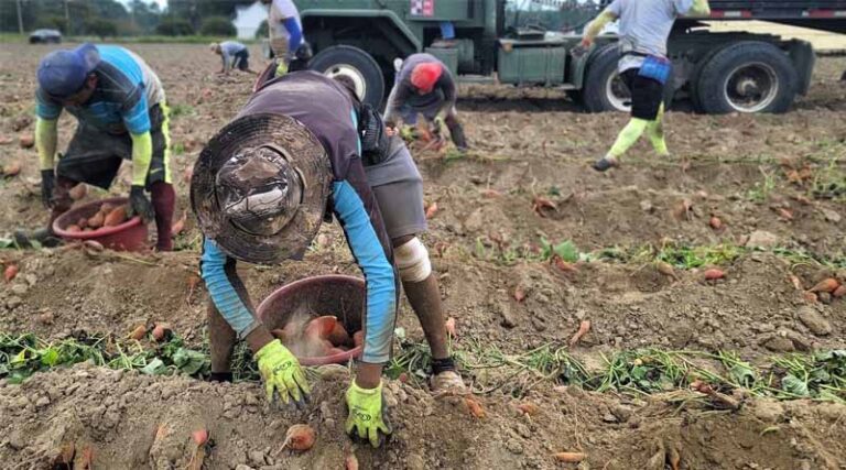 Policy and Automation Are Key Solutions to Ag Labor Shortages