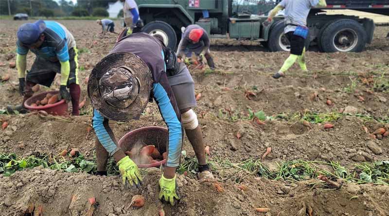 Policy and Automation Are Key Solutions to Ag Labor Shortages