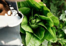 Reliable Crop Performance Supports Success In China’s High-end Channels