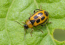 Scouting Soybean Fields Now Can Prevent Costly Insect Damage, K-state Expert Says