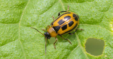 Scouting Soybean Fields Now Can Prevent Costly Insect Damage, K-state Expert Says