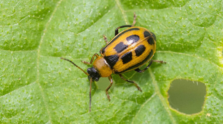 Scouting Soybean Fields Now Can Prevent Costly Insect Damage, K-state Expert Says
