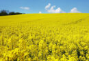 Steps To Increase Production Of Oilseeds And Pulses