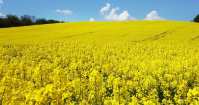 Steps To Increase Production Of Oilseeds And Pulses