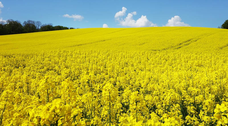 Steps To Increase Production Of Oilseeds And Pulses