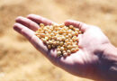 Steps to Increase Production of Oilseeds and Pulses