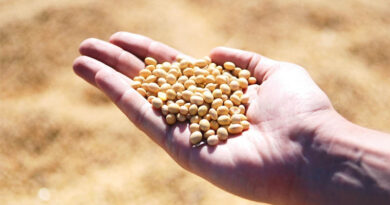 Steps to Increase Production of Oilseeds and Pulses