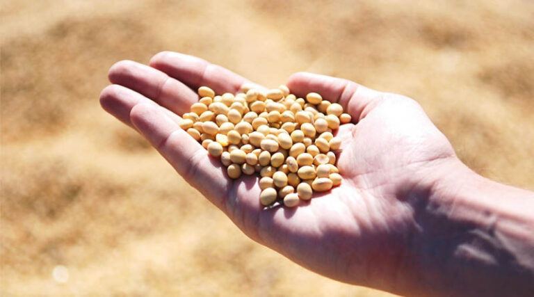 Steps to Increase Production of Oilseeds and Pulses