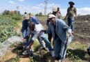 Sun-Powered Farming Ethiopian Farmers Save Thousands by Switching to Solar Irrigation