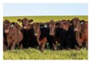 The Importance Of Trace Minerals For Joining And Calving