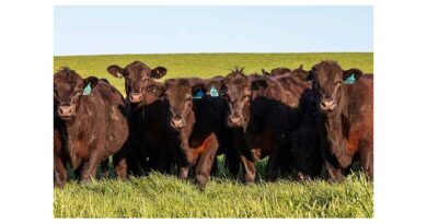 The Importance Of Trace Minerals For Joining And Calving