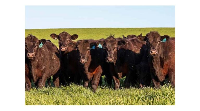 The Importance Of Trace Minerals For Joining And Calving