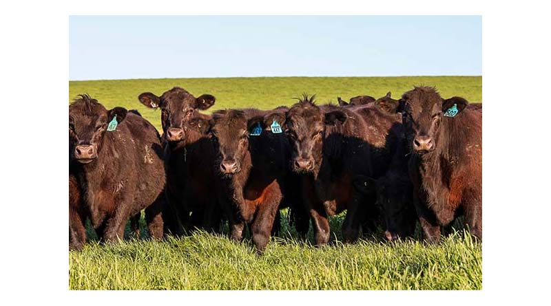The Importance Of Trace Minerals For Joining And Calving