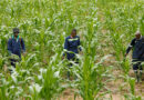 The Procurement Bottleneck Why Digital Corridors Are the Key to the India–Africa Food Trade