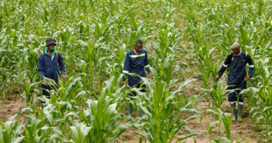 The Procurement Bottleneck Why Digital Corridors Are the Key to the India–Africa Food Trade