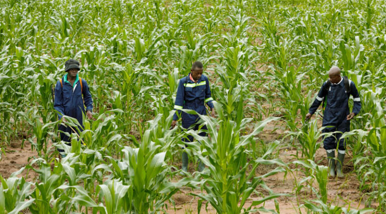 The Procurement Bottleneck Why Digital Corridors Are the Key to the India–Africa Food Trade