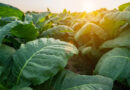 Tobacco Crop Allocation Faces 43% Cut in India, FAIFA Seeks Support Framework