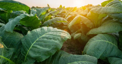Tobacco Crop Allocation Faces 43% Cut in India, FAIFA Seeks Support Framework