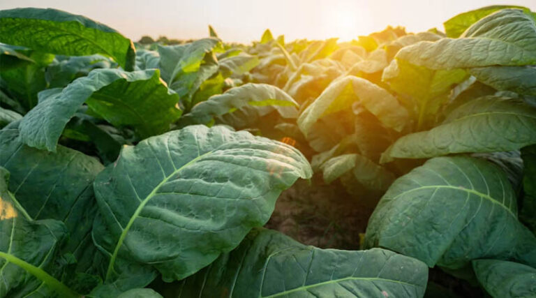 Tobacco Crop Allocation Faces 43% Cut in India, FAIFA Seeks Support Framework