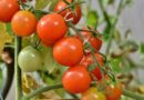 Tomatoes in Winter New Research Could Help Develop Tomatoes Produce Fruit in Colder Weather