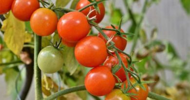 Tomatoes in Winter New Research Could Help Develop Tomatoes Produce Fruit in Colder Weather