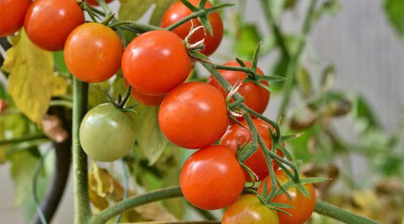 Tomatoes in Winter New Research Could Help Develop Tomatoes Produce Fruit in Colder Weather