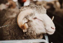 Top Tips For RAM Preparation This Spring