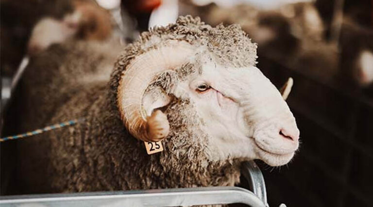 Top Tips For RAM Preparation This Spring
