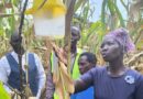Transboundary Plant Pests and Diseases