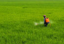 Paraquat and the Future of Pesticide Regulation in India