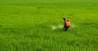 Paraquat and the Future of Pesticide Regulation in India