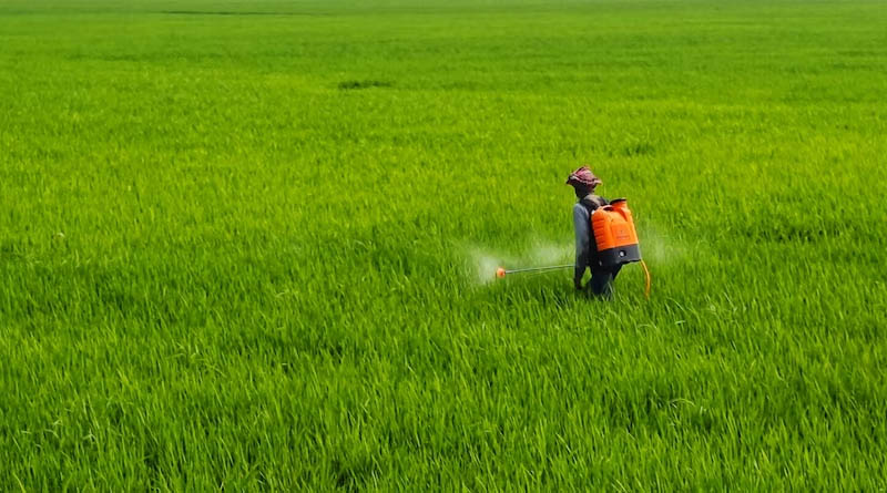 Paraquat and the Future of Pesticide Regulation in India